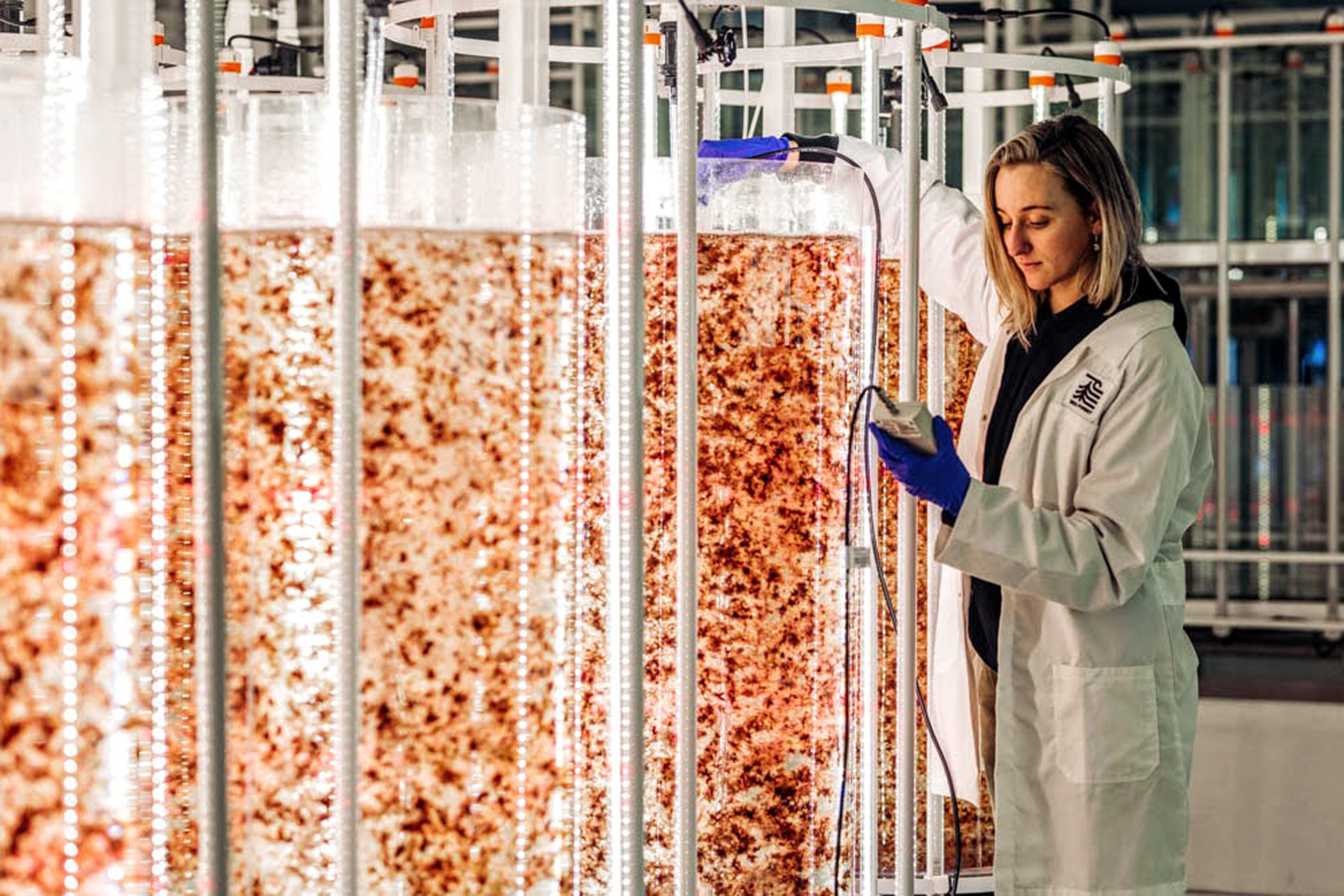 Sea Forest X 4 Pines